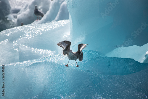 Bird landing on the ice at the glacier lagoon in Iceland