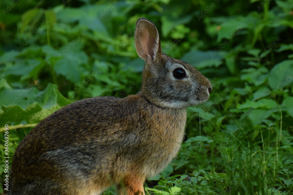 Fototapeta premium rabbit