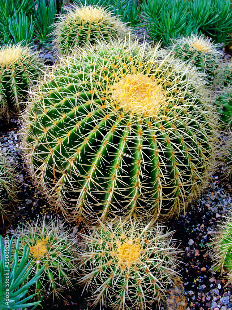Cactus in the garden Cactus in the garden