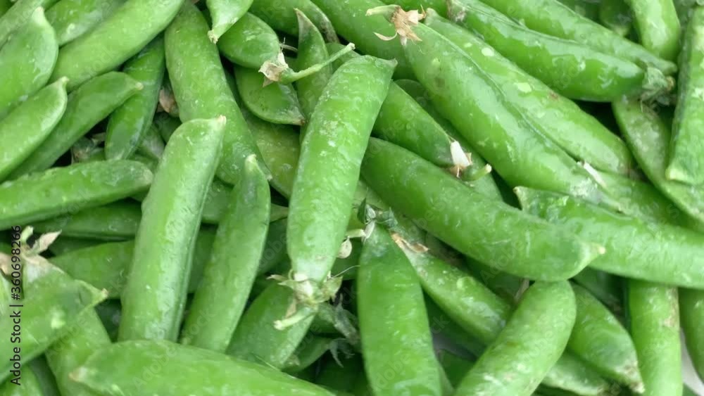 wet pea pods large group rotating closeup wet pea pods large group rotating closeup