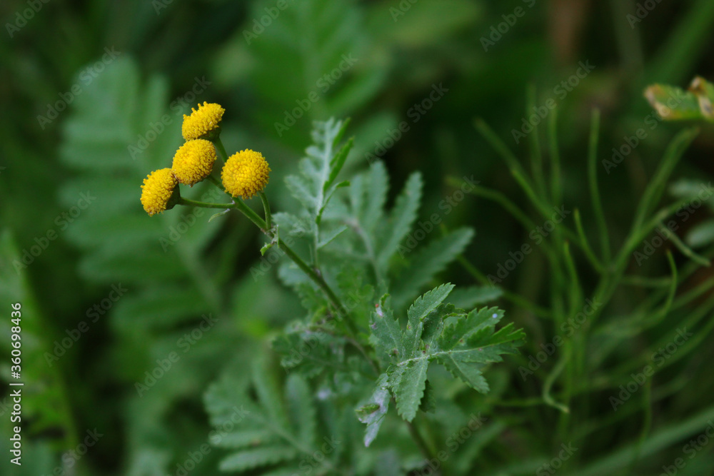 Yellow flower of a medicinal plant called tansy close-up on a background of green grass Yellow flower of a medicinal plant called tansy close-up on a background of green grass
