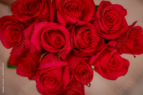 close up of a bouquet of Hot Explorer roses variety, studio shot.