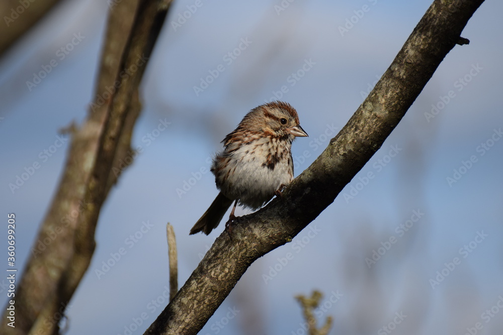 Obraz premium song sparrow
