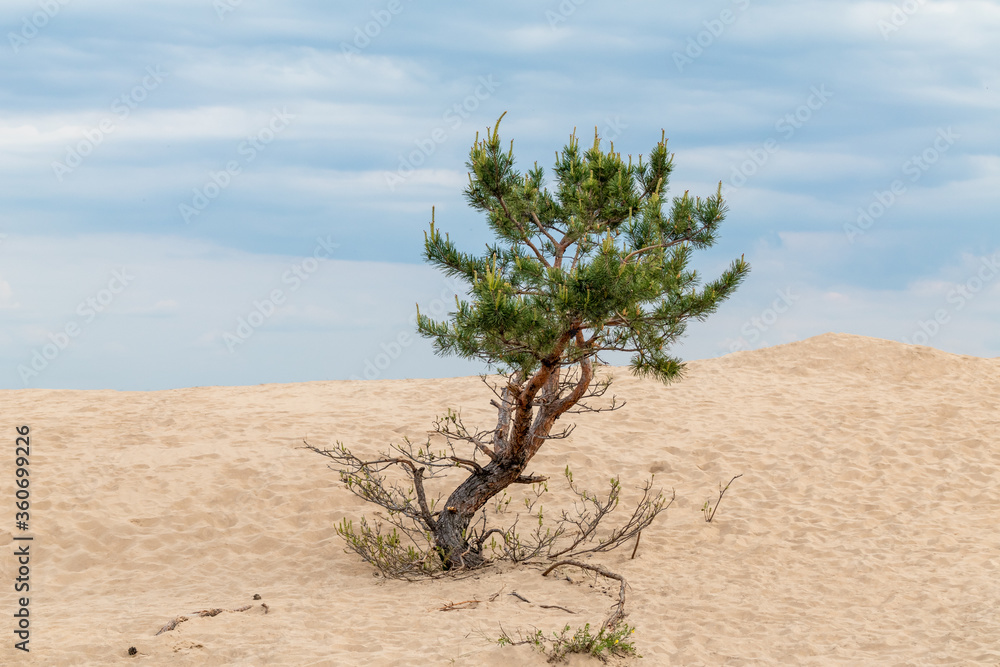 Pine tree with green fur in desert sand dunes landscape. Wild nature with blurred cloudy background