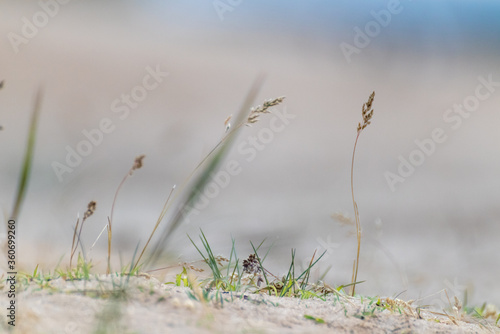 Dry grass super macro in desert sand, blurred sandy background. Growth in wild dry earth dunes