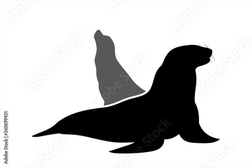 Vector silhouette of couples of sea lions on white background. Symbol of animal.