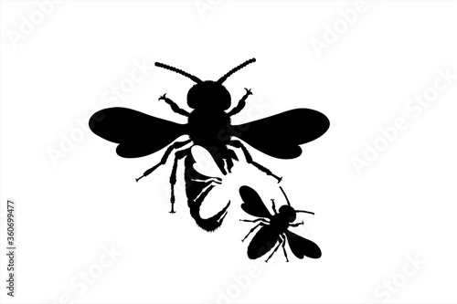 Vector silhouette of bee on white background. Symbol of animal.