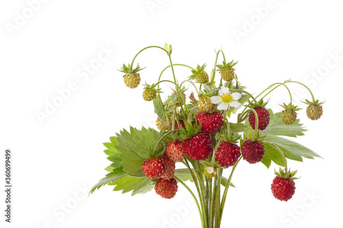Wild srewberries with leaves isolated on white background. Red fragaria