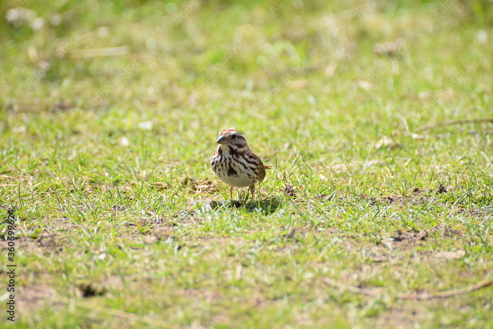song sparrow song sparrow