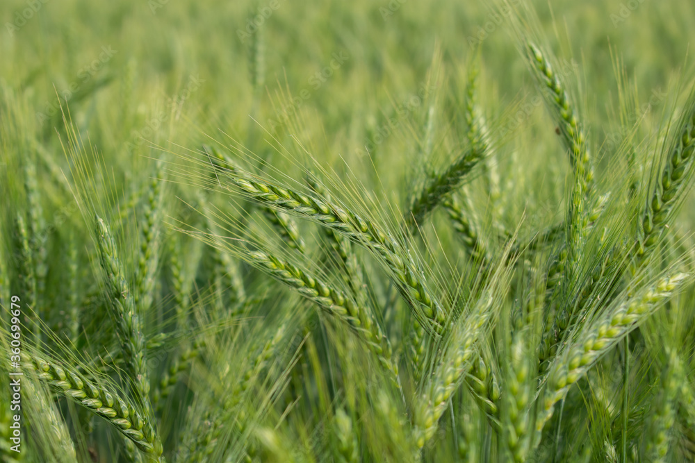 Fresh green barley wheat spikes in wheat field