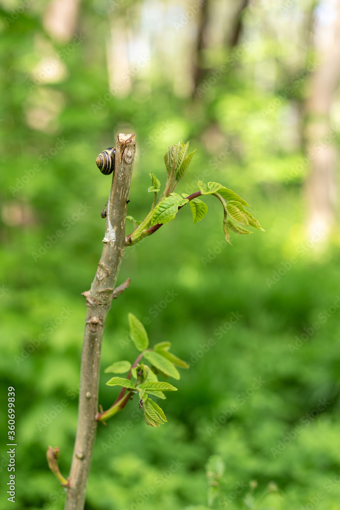 Snail on a tree branch in the forest Snail on a tree branch in the forest