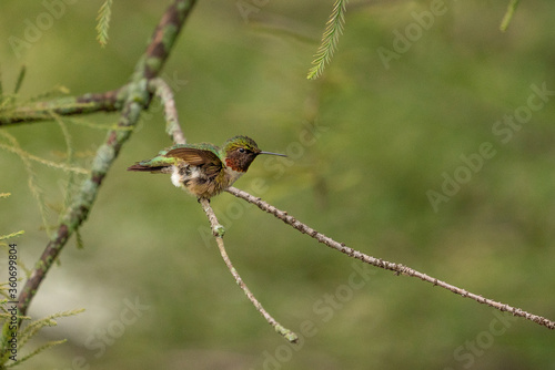 Ruby throated hummingbird © Mary