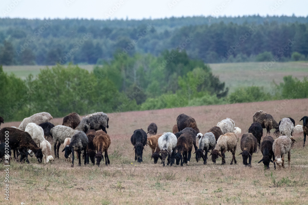 Obraz premium Goats pasture on sand dunes field near forest. Kitsevka desert hilly sands in Ukraine, Kharkiv region landscape. Desert in spring