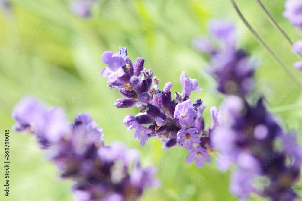 fragrant flower lavender flowering in the garden in summer