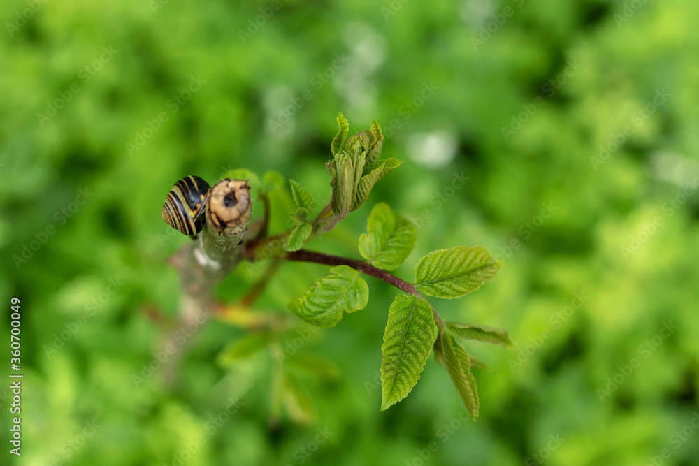 Snail on a tree branch in the forest Snail on a tree branch in the forest