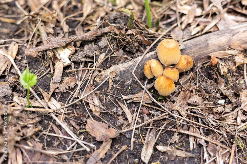 Yellow non-edible mushrooms grow from the trunk of a fallen tree. Yellow non-edible mushrooms grow from the trunk of a fallen tree.
