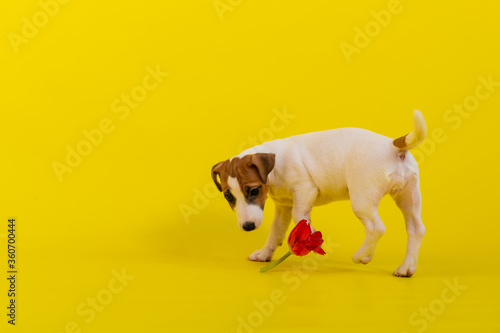 Puppy Jack Russell Terrier plays with a red tulip bud. Shorthair thoroughbred little dog cheerfully eats a spring flower on a yellow background. photo