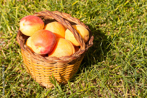 Apricot fruit in a basket
