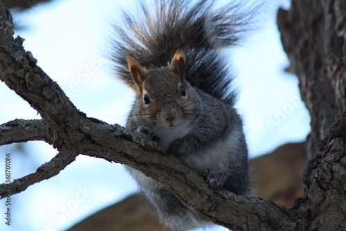 squirrel © Andras