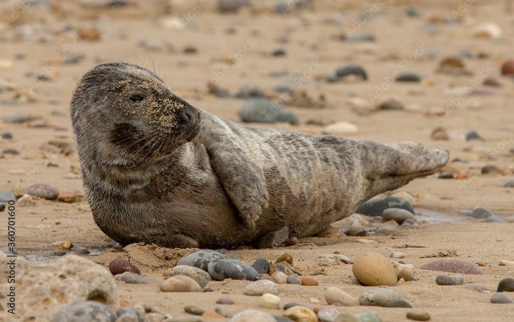 Naklejka premium Grey Seal