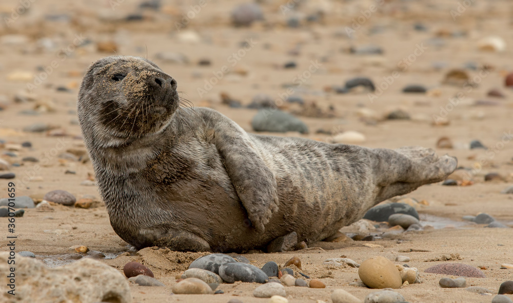 Fototapeta premium Grey Seal Pup