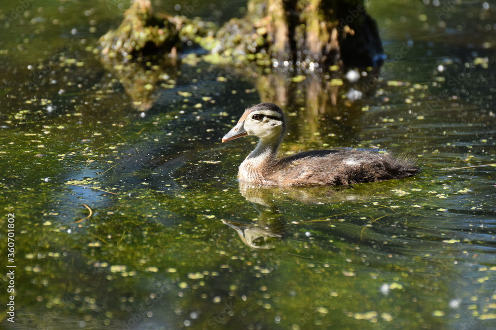 wood duck