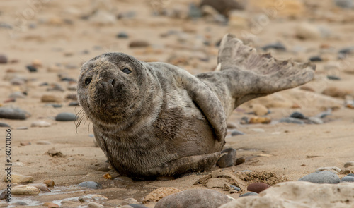Grey Seal Pup on the Beach  © Simon Stobart