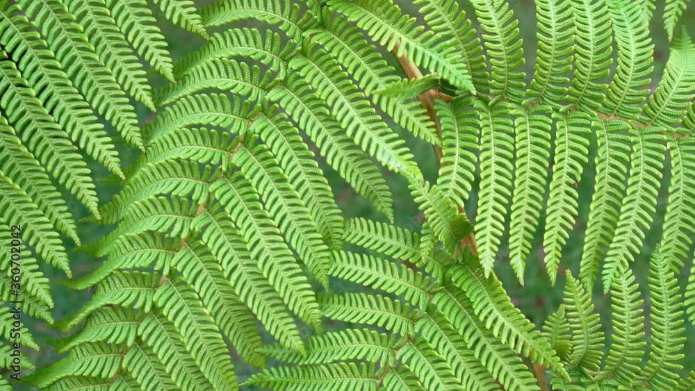 4K Green fern branches background FLORA natural texture static footage. Backgrounds, environment, greenforest concept. 4K Green fern branches background FLORA natural texture static footage. Backgrounds, environment, greenforest concept.