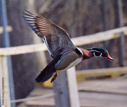 wood duck