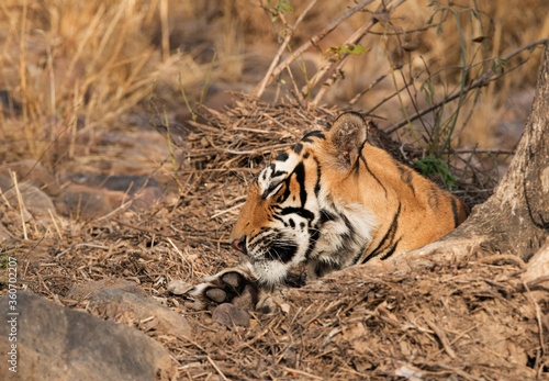 Tiger cub behind atree trunk, Ranthambore Tiger Reserve photo