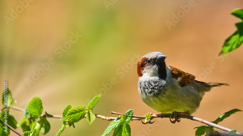 Oiseau du jardin sur sa branche