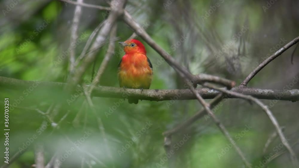 Orange Band-tailed Manakin in the jungle singing and showing its beautiful colors. 4K video of birds and wild nature Orange Band-tailed Manakin in the jungle singing and showing its beautiful colors. 4K video of birds and wild nature