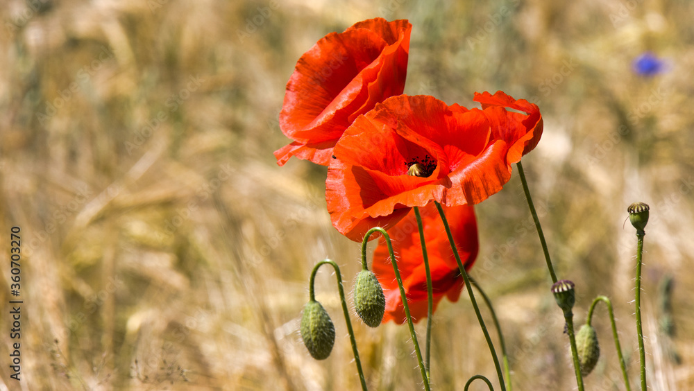 Obraz premium Wilder Mohn im Weizenfeld