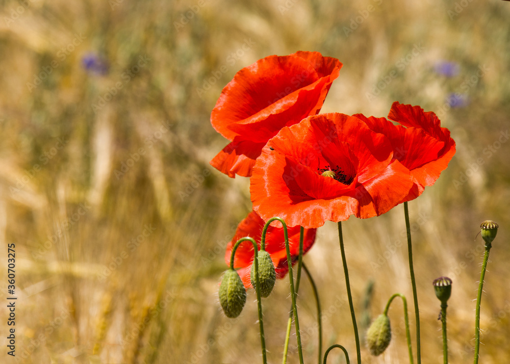 Naklejka premium Wilder Mohn im Weizenfeld
