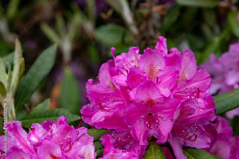 purple rhododendron purple rhododendron