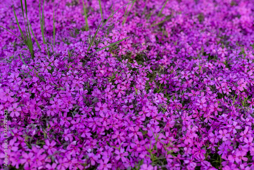 Background of small purple flowers