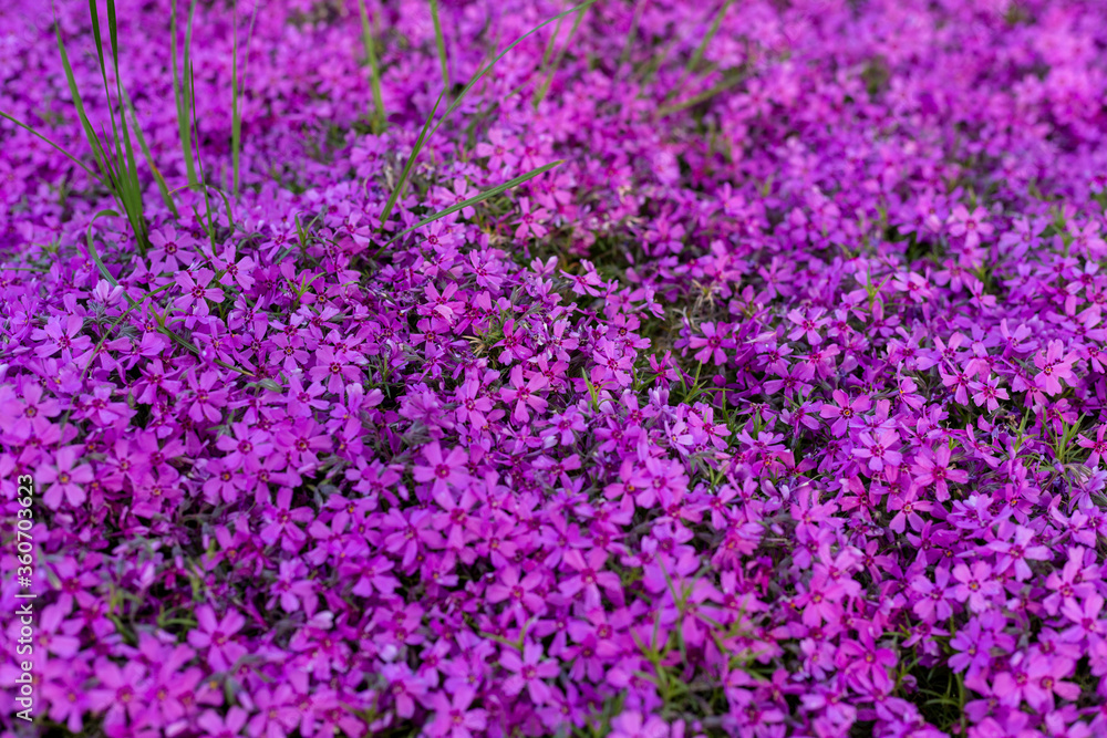 Background of small purple flowers Background of small purple flowers
