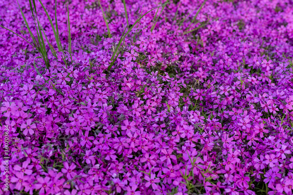 Background of small purple flowers