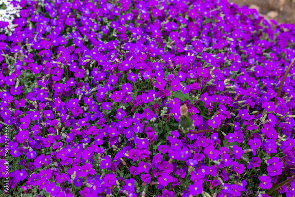 Fototapeta premium Background of small purple flowers