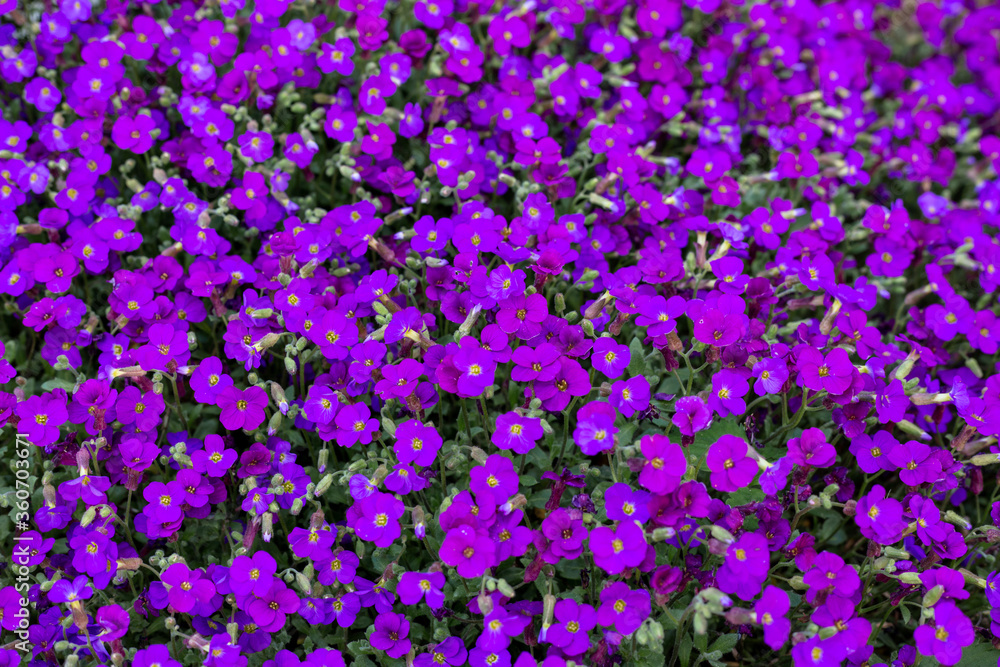 Fototapeta premium Background of small purple flowers
