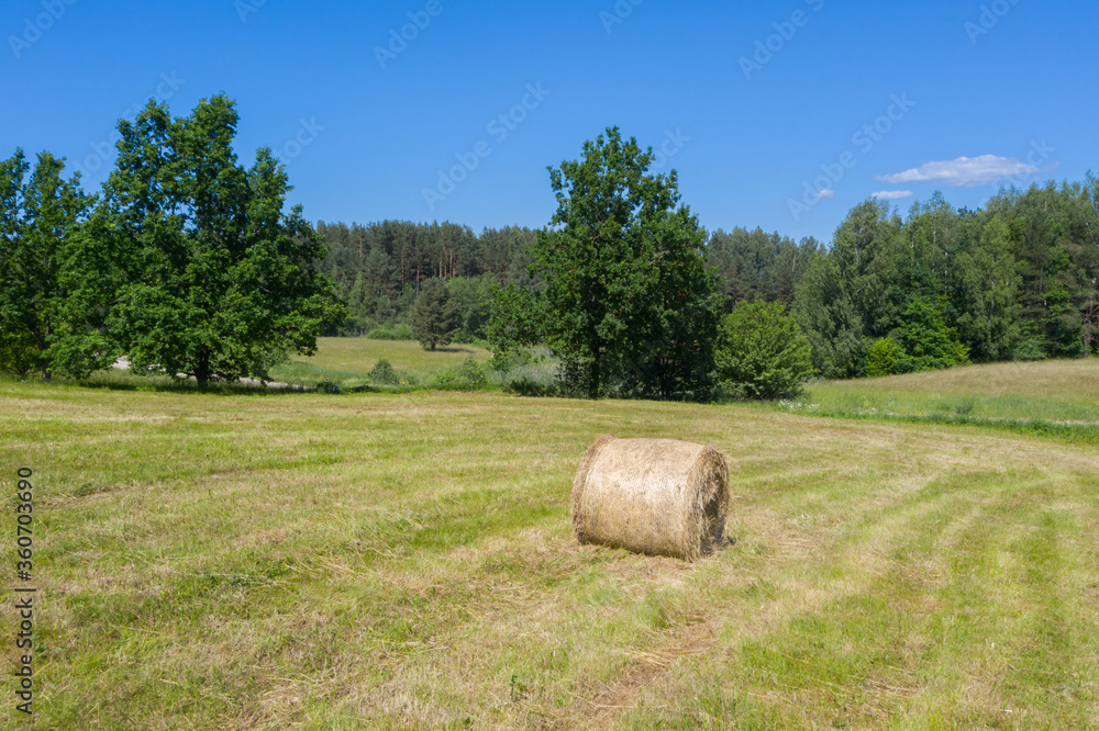 Yellow dry hay bale roll in a mown meadow