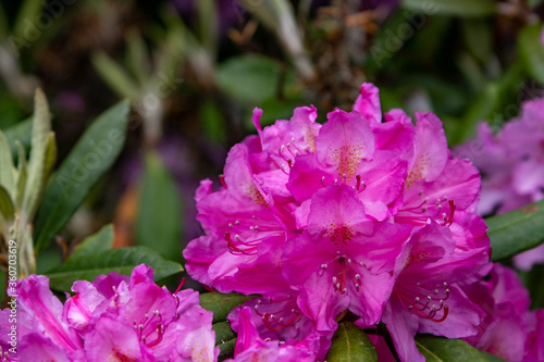 purple rhododendron