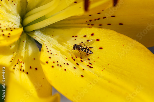 A bee on the background of a close-up, a huge and beautiful bright yellow flower of a tiger lily (Lilium lancifolium). Shallow depth of field