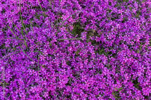 Background of small purple flowers