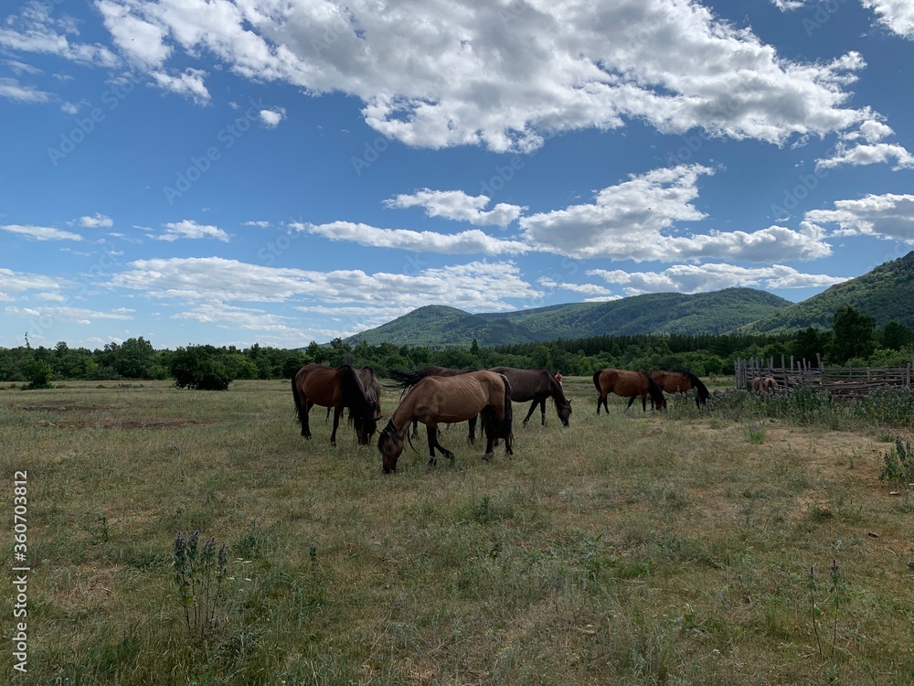 A herd of horses grazes on a green field in a forest in the middle of the mountains. A group of brown and white horse grazing on a lush green field