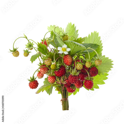 Wild srewberries with leaves isolated on white background. Red fragaria