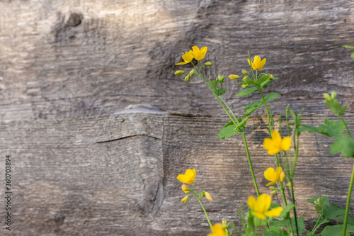 Yellow wildflowers on wooden background