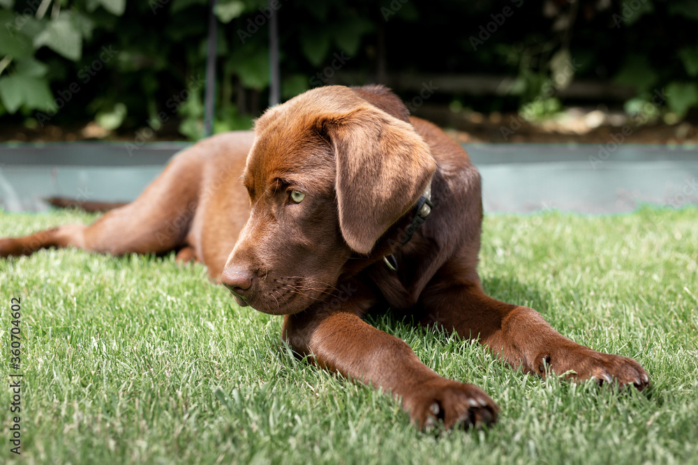 Brown Labrado on the lawn. A rare labrador. Brown Labrado on the lawn. A rare labrador.