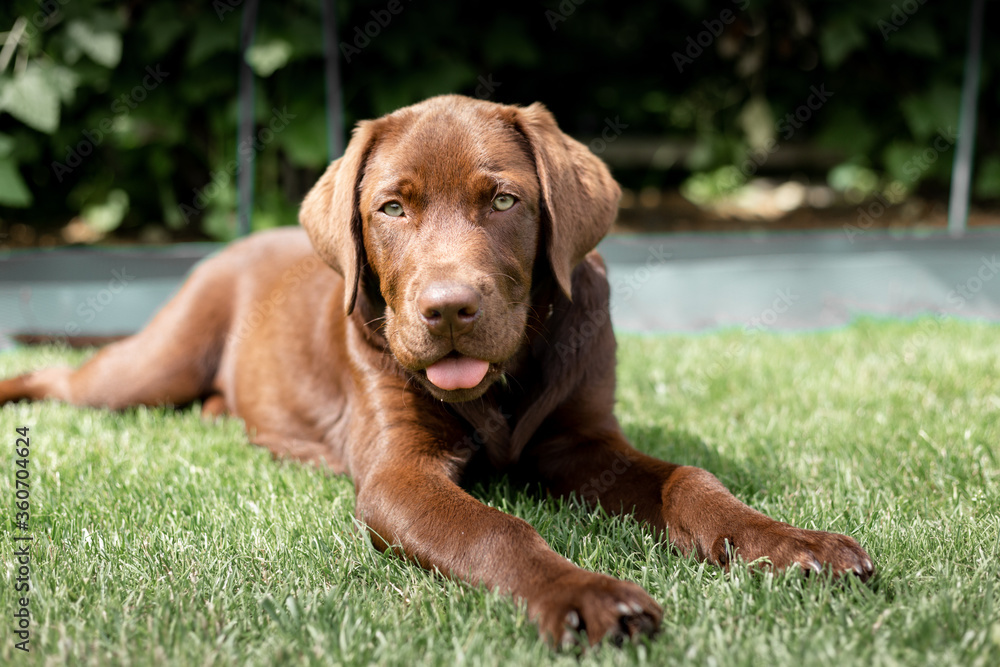Brown Labrado on the lawn. A rare labrador. Brown Labrado on the lawn. A rare labrador.