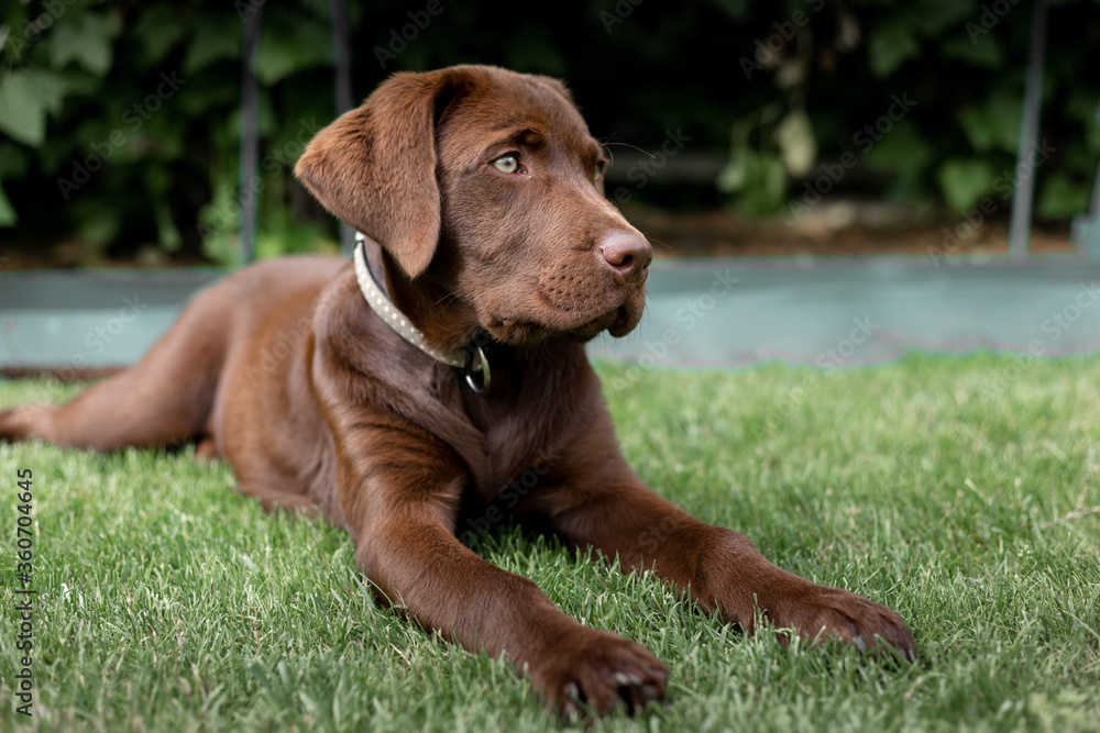 Brown Labrado on the lawn. A rare labrador. Brown Labrado on the lawn. A rare labrador.